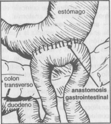anatomía