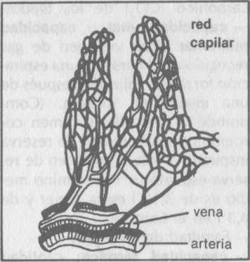 capilar