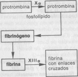 fibrinogenopenia