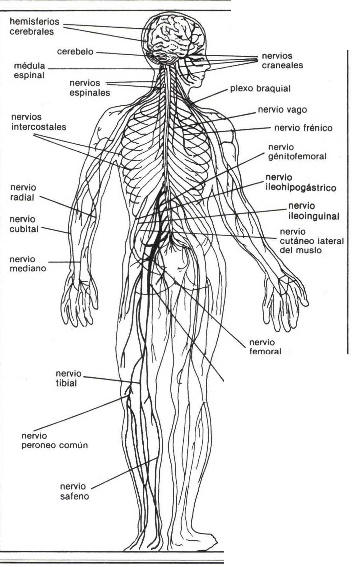 Imagen de nervioso, sistema numero 1