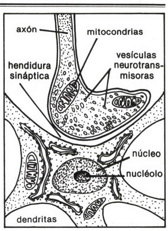 Imagen de neuroceptor o neurorreceptor numero 1