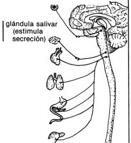 Imagen de parasimpático, sistema nervioso numero 1