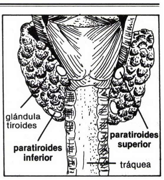 Imagen de paratiroides, glándulas numero 1