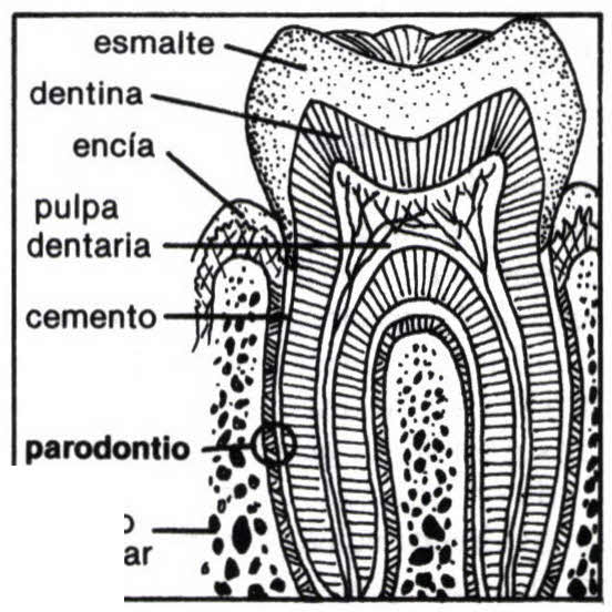 Imagen de parodontio o parodoncio numero 1